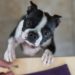 Conseils pour choisir un aliment pour la prise de poids du chien