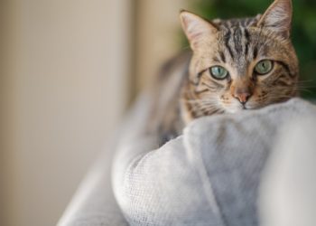 Conseils pour trouver des aliments sensibles pour chat d’estomac