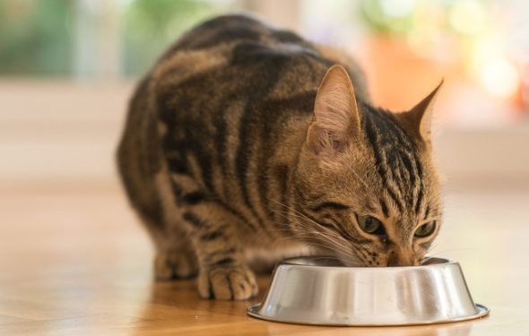 Conseils pour trouver la meilleure nourriture pour chat pour prendre du poids