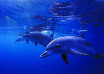 Dauphin tacheté de l’Atlantique – Faits, informations et photos