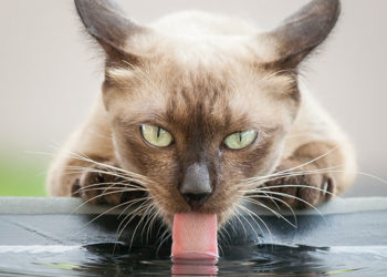 De quel type de bol d’eau les chats ont-ils besoin?