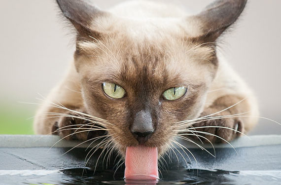 De quel type de bol d’eau les chats ont-ils besoin?