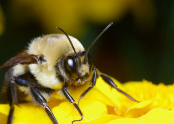 Faits clés, informations et photos