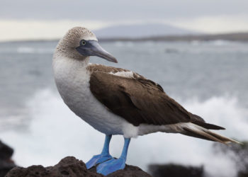 Fou à pieds bleus Galapagos Bird