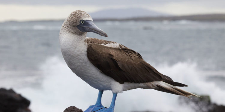 Fou à pieds bleus Galapagos Bird