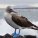 Fou à pieds bleus Galapagos Bird
