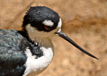 Galapagos à col noir sur pilotis – Faits et informations