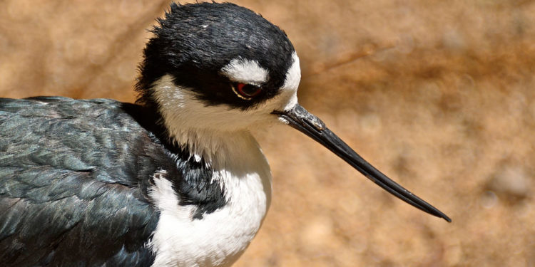 Galapagos à col noir sur pilotis – Faits et informations