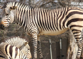 Grèbe australasien – Faits, régime et information sur l’habitat