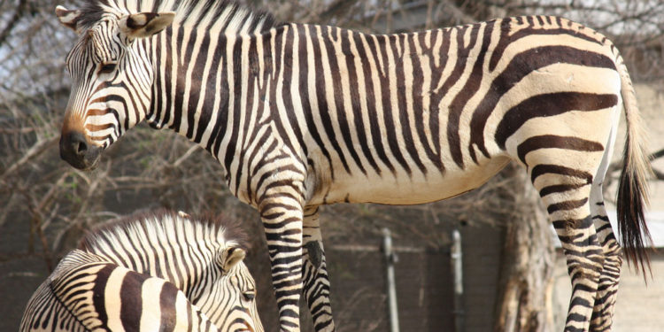 Grèbe australasien – Faits, régime et information sur l’habitat