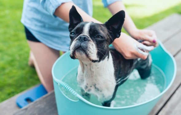 Guide des bains d’avoine pour chiens