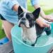 Guide des bains d’avoine pour chiens