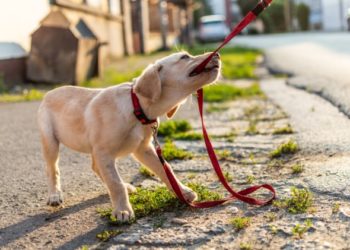 Guide pour savoir quand commencer la formation d’un chiot