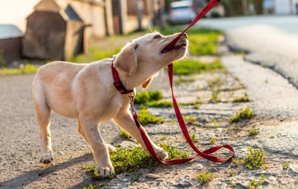 Guide pour savoir quand commencer la formation d’un chiot