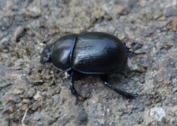 Informations sur les coléoptères (coléoptères) – Faits et images