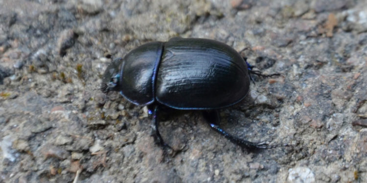 Informations sur les coléoptères (coléoptères) – Faits et images