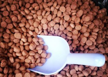 La meilleure façon de garder vos aliments pour animaux de compagnie frais