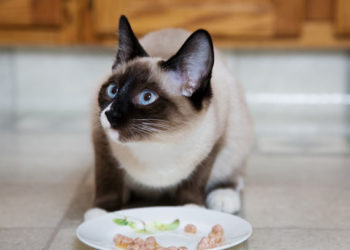 La nourriture pour les chats souffrant d’arthrite peut soulager les symptômes