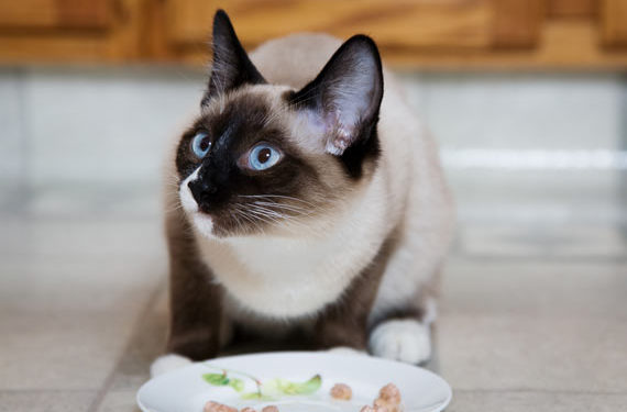 La nourriture pour les chats souffrant d’arthrite peut soulager les symptômes