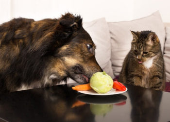 La science soutient le chien végétarien et le chat carnivore