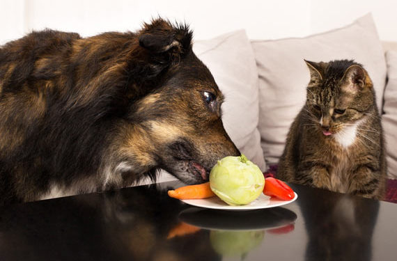 La science soutient le chien végétarien et le chat carnivore