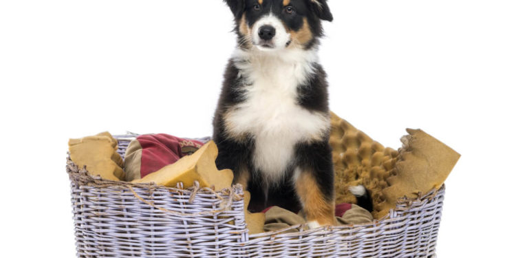 Le dresseur de chiens: apprenez à votre chien à «se coucher»