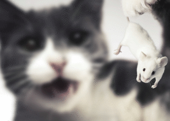 Les aliments pour chats deviennent un peu trop réels