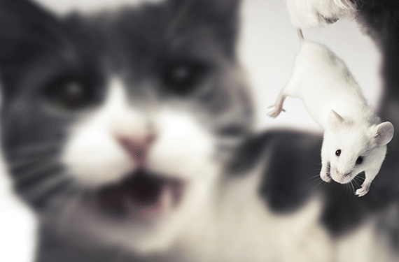 Les aliments pour chats deviennent un peu trop réels