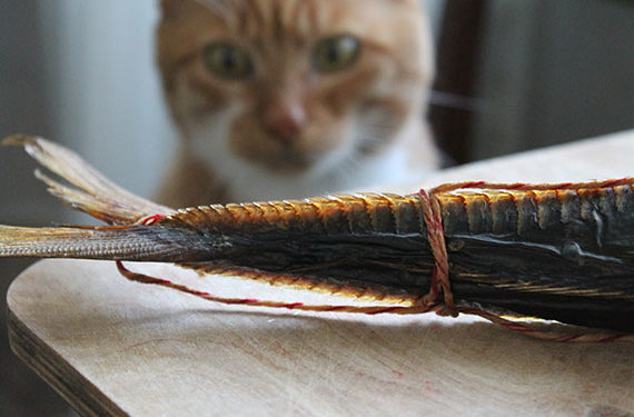 Les aliments pour chats à saveur de poisson provoquent-ils une hyperthyroïdie?