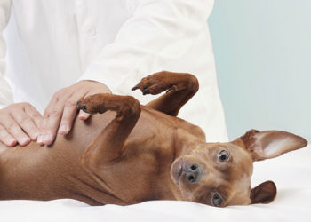 Les aliments pour chiens ne sont pas égaux – même s’ils semblent l’être