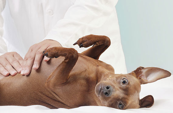 Les aliments pour chiens ne sont pas égaux – même s’ils semblent l’être