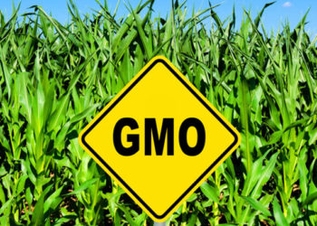 Les aliments pour chiens sans OGM sont-ils plus sûrs que les aliments pour chiens ordinaires?