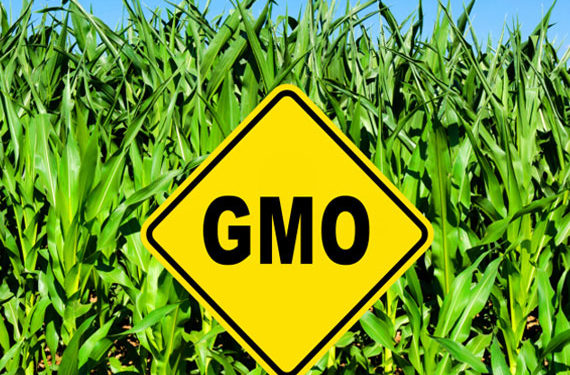 Les aliments pour chiens sans OGM sont-ils plus sûrs que les aliments pour chiens ordinaires?