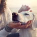 Les animaux de soutien émotionnel sont-ils des animaux nécessaires ou simplement glorifiés?