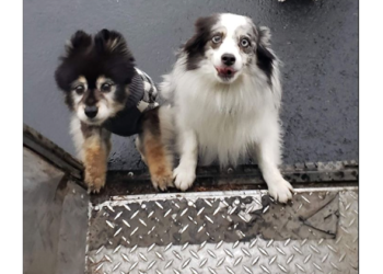 Les conducteurs d’UPS partagent des photos de chiens qu’ils repèrent sur les réseaux sociaux