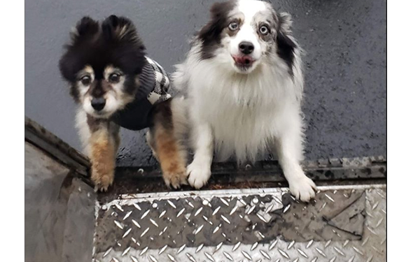 Les conducteurs d’UPS partagent des photos de chiens qu’ils repèrent sur les réseaux sociaux