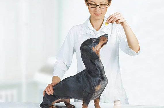 Les probiotiques sont-ils bons pour les chiens? | Probiotiques et prébiotiques pour chiens