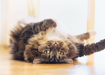 Les régimes pour les gros chats – un avantage inattendu