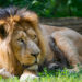 Lions d’Asie et lionne – Faits, informations et habitat
