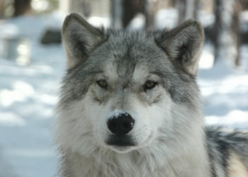 Loup arctique – Informations sur les faits, l’alimentation et l’habitat