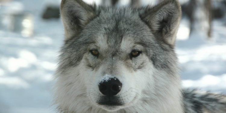Loup arctique – Informations sur les faits, l’alimentation et l’habitat