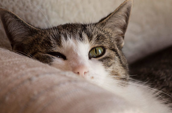 L’utilité des suppléments de lysine pour les chats sous contrôle