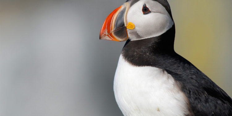 Macareux moine – Coin des animaux