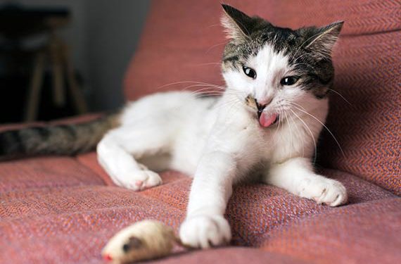 Nourrir les chats avec une alimentation naturelle | Nourriture pour chat sauvage