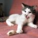 Nourrir les chats avec une alimentation naturelle | Nourriture pour chat sauvage
