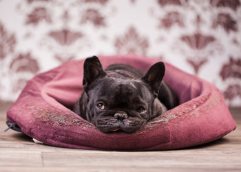 Nourrir les chiens malades | Est-il acceptable de laisser les chiens malades sans nourriture?