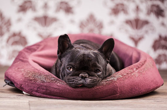 Nourrir les chiens malades | Est-il acceptable de laisser les chiens malades sans nourriture?