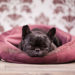 Nourrir les chiens malades | Est-il acceptable de laisser les chiens malades sans nourriture?