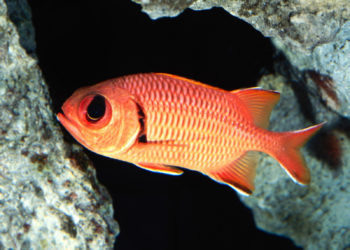 Poisson écureuil aux grands yeux – Faits, régime alimentaire et renseignements sur l’habitat