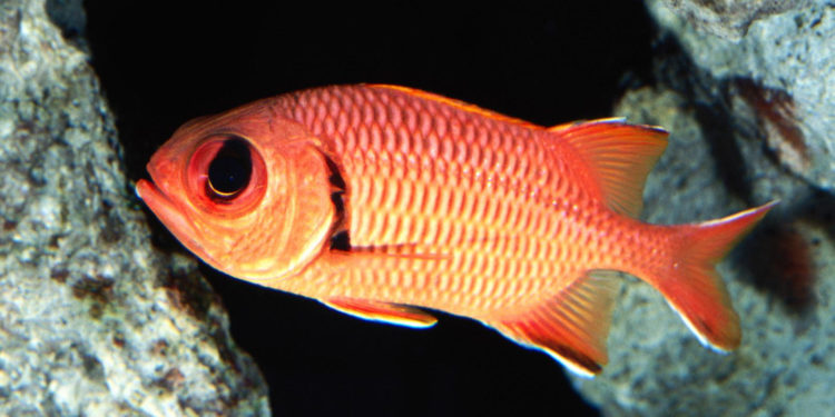 Poisson écureuil aux grands yeux – Faits, régime alimentaire et renseignements sur l’habitat